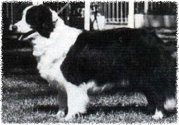 Aust Ch Ansavon Bonny Jade