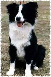 Aust Ch Aussiemate Michaela