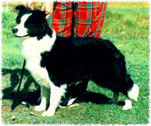 Aust Ch Bawntawn Simply Stunin