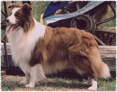 Aust Ch Checkmate Choco