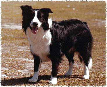 Aust CH Chiaroscuro Magic Lad