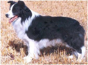 NZ Ch/GB Sh Ch Clan-Abby Blue Aberdoone