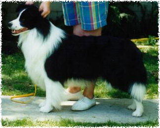 Aust/NZ Ch Clan-Abby Phantom Of Love