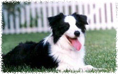 NZ/Am Ch Clan-Abby To-Hell-And-Back