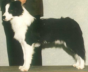 Jimmy at 11 weeks