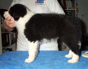 Jimmy at 8 weeks