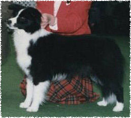 Aust Ch Lazersjoy of Clan-Abby