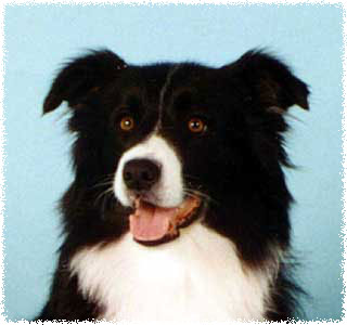 Aust Ch Lindenbrae Tarfin Louisa CDX