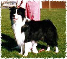 Aust & NZ Ch Maghera Casanova