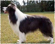 Aust & NZ Ch Maghera Crystal Rhythm