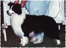 Aust Ch Maghera Ghostinthmachine