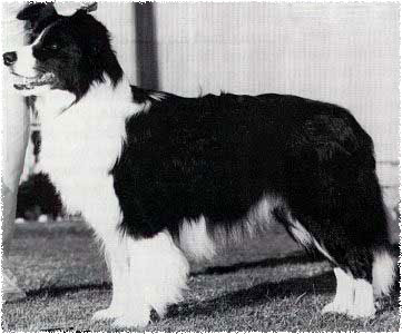 Aust Ch Maghera Pretender