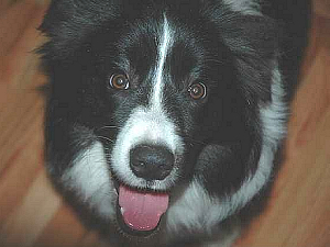 Mojo