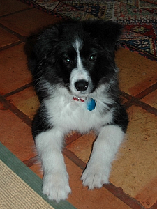 Mojo