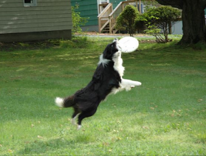 Mojo