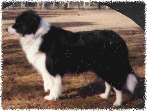 Perrioak Pennys Star CD