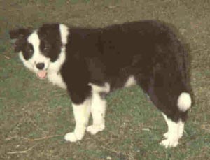 Perrioak Prim N Proper CDX