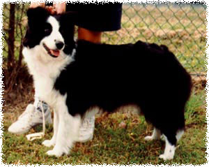 Aust Ch Perrioak Tiffany