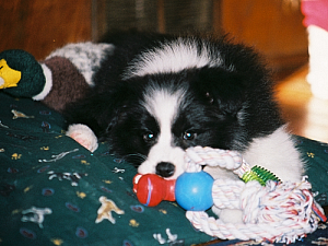 Piper: Rising Star's Charmed One