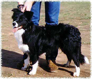 Aust Ch Rullion Nova CDX