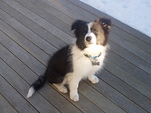 Sam: Rising Star's Sam of Cuchogue