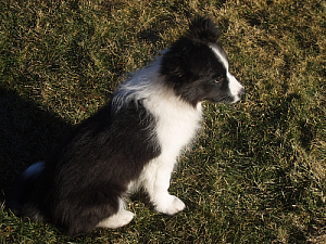 Sam: Rising Star's Sam of Cuchogue