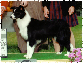 Ch Shoreland's Bouncing For Ewe