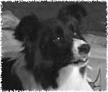 Ch Shoreland's Mad About Ewe