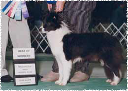 Ch Shoreland's Mad About Ewe