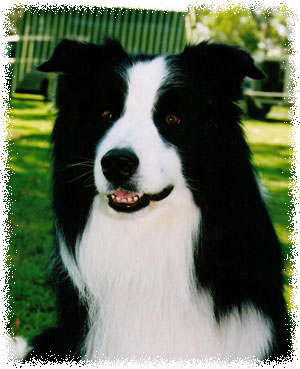 Australian Ch & ROM American Ch Talquah Buster Buckhavan CDX ADX JDX