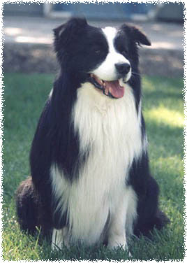 Aust & Amer Ch Trumagik Tartan Scott