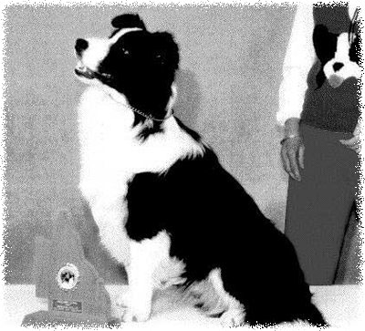 Aust Ch Tuckonie Quiet Achiever