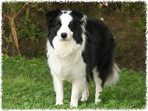 Tucson: Rising Star's Beams of a Neon Moon