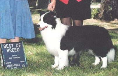 Ch Yarrancoly Tempt My Soul