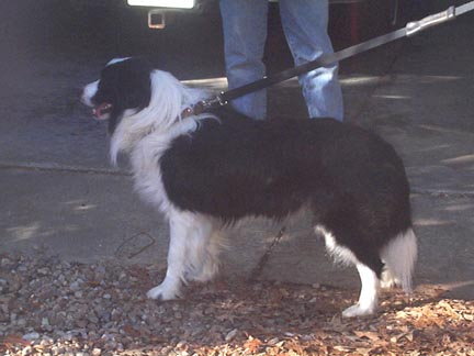 Sultan of Lochinbrae