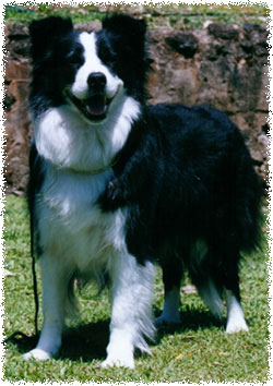 Aust Ch Trumagik Tartan Temptres JD